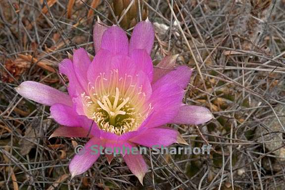 echinopsis pentlandii 2 graphic